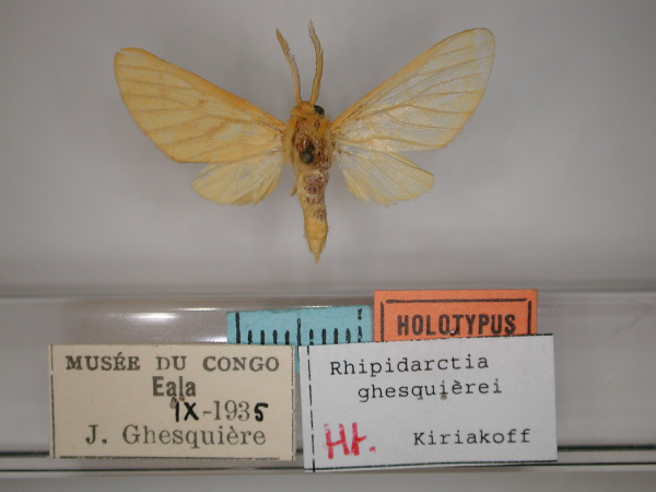 /filer/webapps/moths/media/images/G/ghesquierei_Rhipidarctia_HT_RMCA_01.jpg