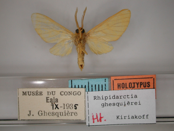 /filer/webapps/moths/media/images/G/ghesquierei_Rhipidarctia_HT_RMCA_02.jpg
