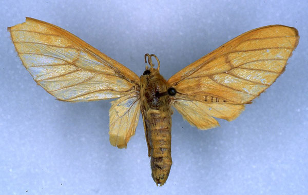 /filer/webapps/moths/media/images/G/ghesquierei_Rhipidarctia_PT_RMCA_01.jpg