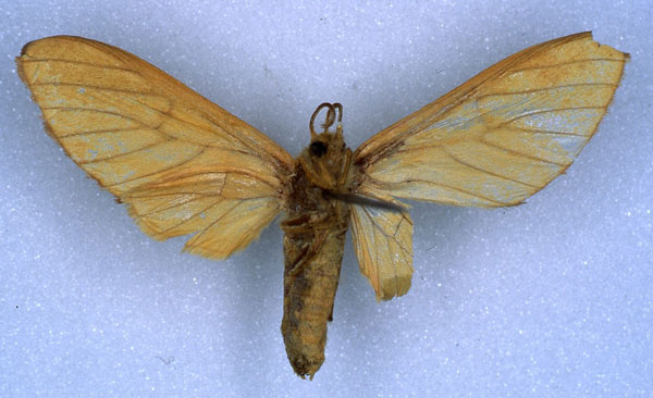 /filer/webapps/moths/media/images/G/ghesquierei_Rhipidarctia_PT_RMCA_02.jpg