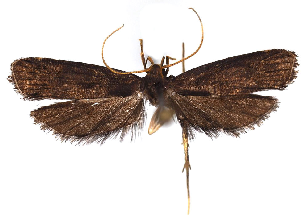 /filer/webapps/moths/media/images/G/ghesquierei_Thubdora_AM_ZMHB.jpg