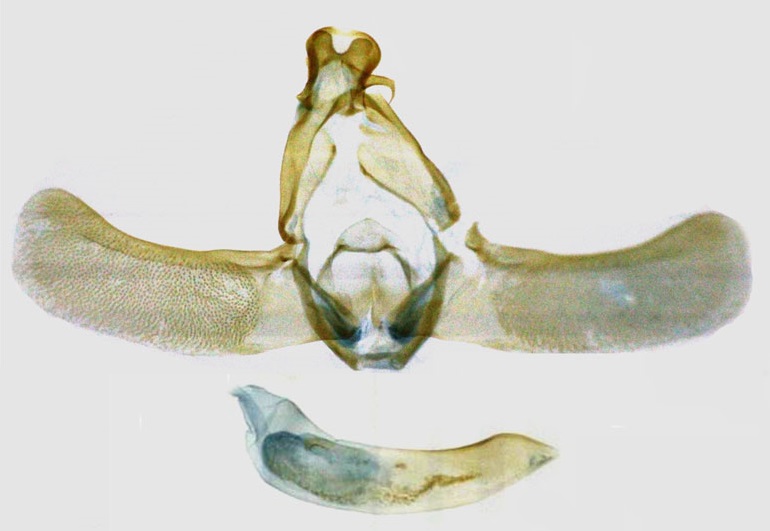 /filer/webapps/moths/media/images/G/ghesquierei_Thubdora_GMHT_RMCA.jpg