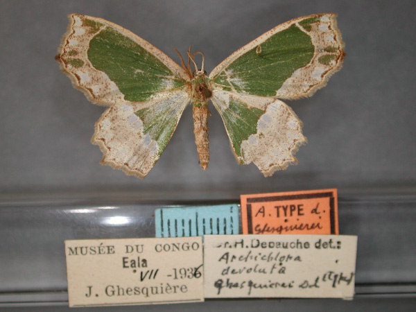 /filer/webapps/moths/media/images/G/ghesquierei_devoluta_Archichlora_HT_RMCA_01.jpg