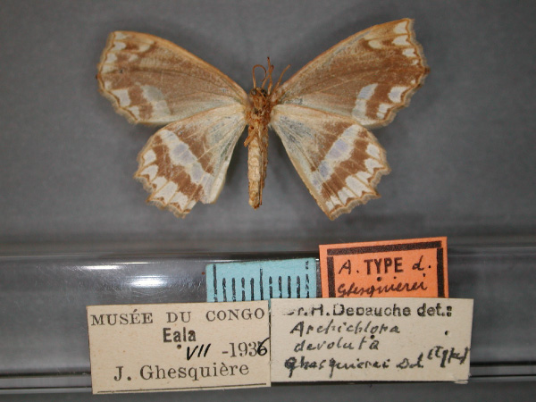 /filer/webapps/moths/media/images/G/ghesquierei_devoluta_Archichlora_HT_RMCA_02.jpg