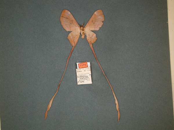 /filer/webapps/moths/media/images/G/ghesquierii_Eudaemonia_HT_RMCA_01.jpg