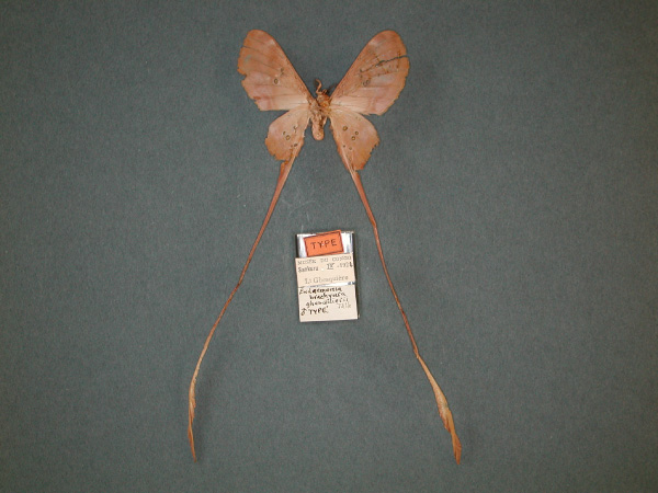 /filer/webapps/moths/media/images/G/ghesquierii_Eudaemonia_HT_RMCA_02.jpg