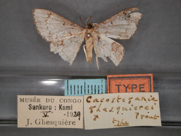 /filer/webapps/moths/media/images/G/ghesquirei_Pycnostega_HT_RMCA_01.jpg