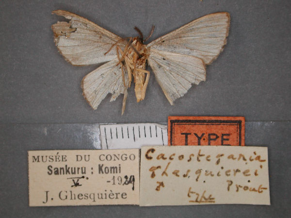 /filer/webapps/moths/media/images/G/ghesquirei_Pycnostega_HT_RMCA_02.jpg