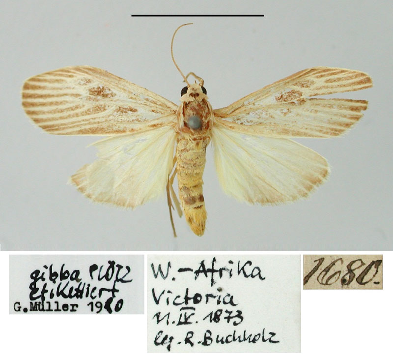 /filer/webapps/moths/media/images/G/gibba_Paidia_HT_ZMHB_5yE2zIj.jpg