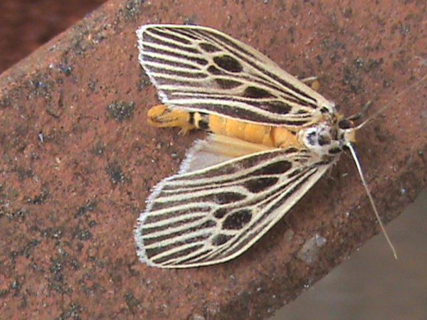 /filer/webapps/moths/media/images/G/gibba_Pliniola_A_Guyonnet_01.jpg