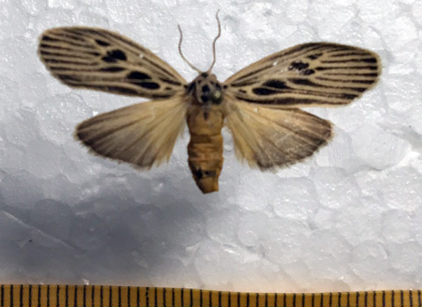 /filer/webapps/moths/media/images/G/gibba_Pliniola_A_Leonidov.jpg