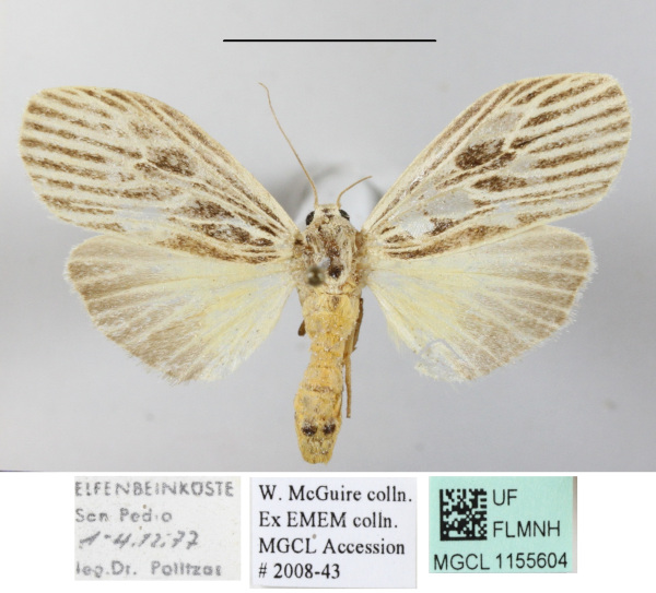 /filer/webapps/moths/media/images/G/gibba_Pliniola_A_MGCLa_01.JPG