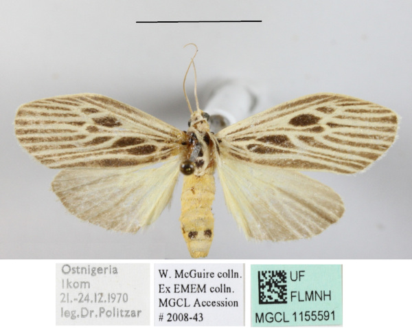 /filer/webapps/moths/media/images/G/gibba_Pliniola_A_MGCLa_02.JPG