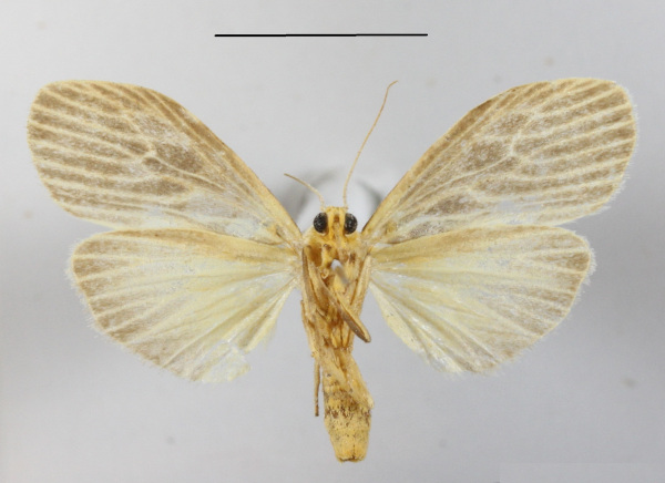 /filer/webapps/moths/media/images/G/gibba_Pliniola_A_MGCLb_01.JPG