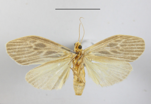 /filer/webapps/moths/media/images/G/gibba_Pliniola_A_MGCLb_02.JPG