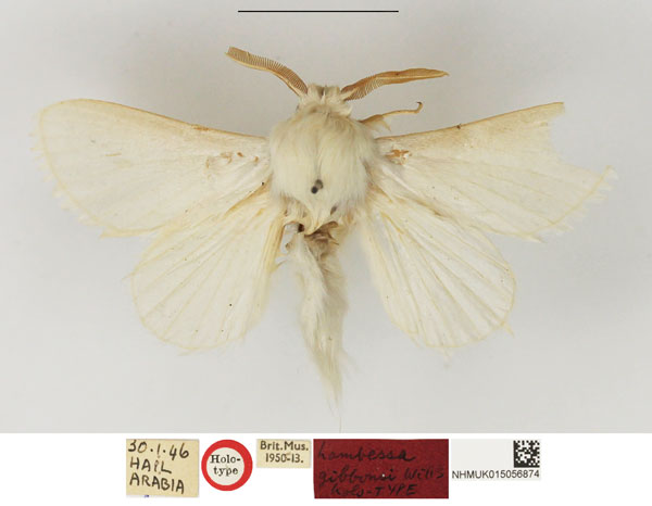/filer/webapps/moths/media/images/G/gibbonsi_Beralade_HT_NHMUK.jpg