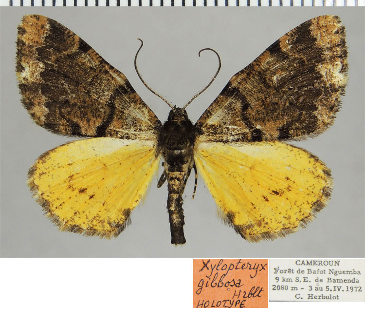 /filer/webapps/moths/media/images/G/gibbosa_Xylopteryx_HT_ZSMa.jpg