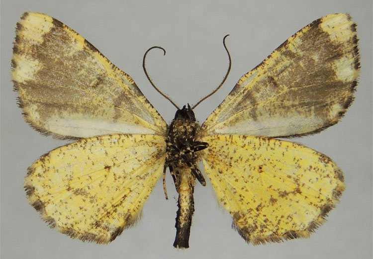 /filer/webapps/moths/media/images/G/gibbosa_Xylopteryx_HT_ZSMb.jpg