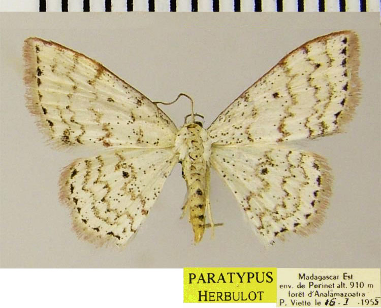 /filer/webapps/moths/media/images/G/gibbovalvata_Scopula_PTF_ZSM.jpg