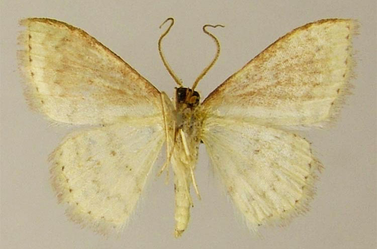 /filer/webapps/moths/media/images/G/gibbovalvata_Scopula_PTM_ZSMb.jpg