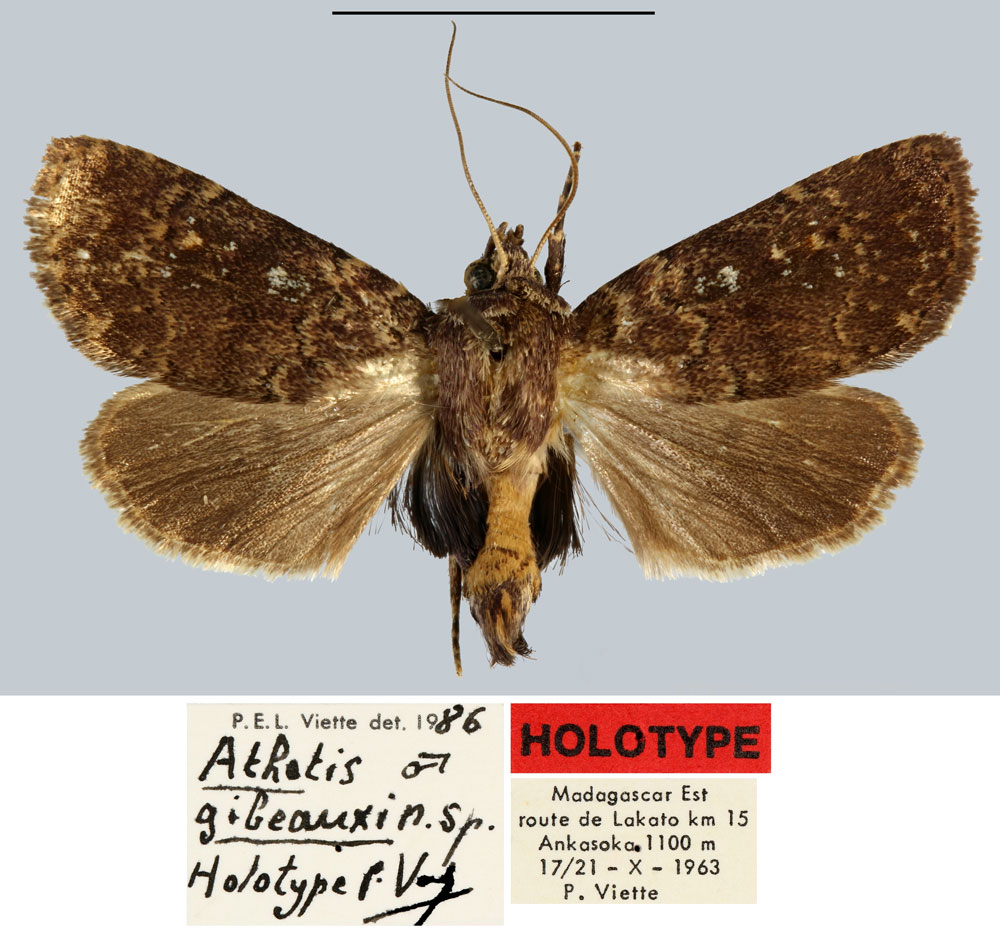 /filer/webapps/moths/media/images/G/gibeauxi_Athetis_HT_MNHN.jpg