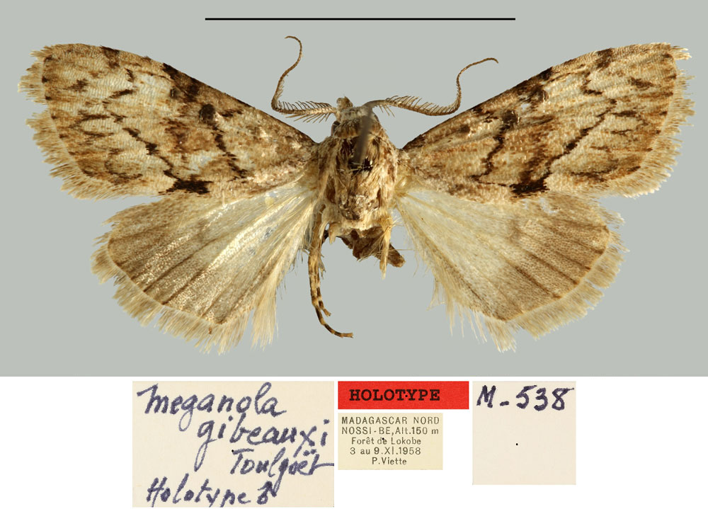 /filer/webapps/moths/media/images/G/gibeauxi_Meganola_HT_MNHN.jpg