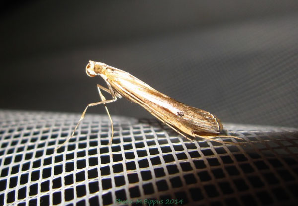 /filer/webapps/moths/media/images/G/gigantalis_Eucalsta_A_Bippus.jpg