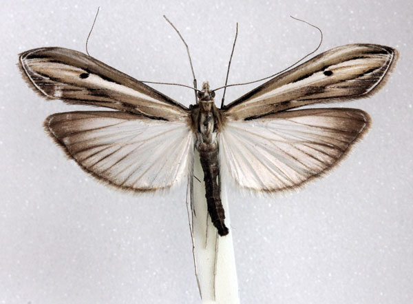 /filer/webapps/moths/media/images/G/gigantalis_Euclasta_AM_Agassiz_01.jpg