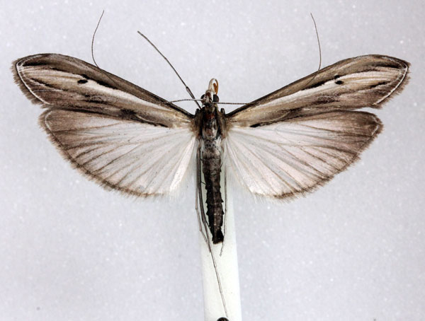 /filer/webapps/moths/media/images/G/gigantalis_Euclasta_AM_Agassiz_02.jpg