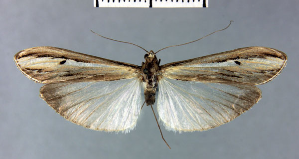 /filer/webapps/moths/media/images/G/gigantalis_Euclasta_HT_MNHN.jpg