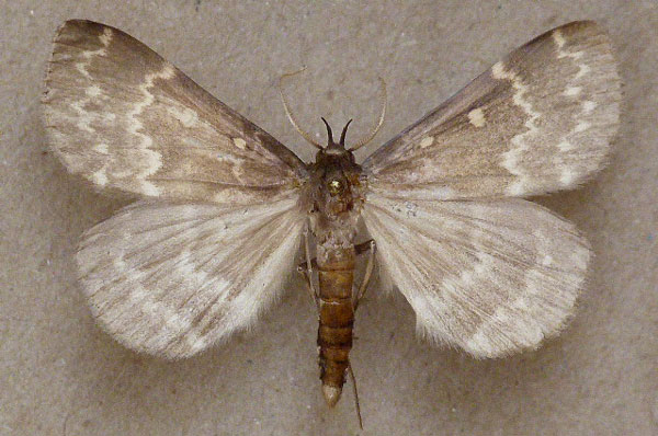 /filer/webapps/moths/media/images/G/gigantalis_Idia_A_Butler.jpg