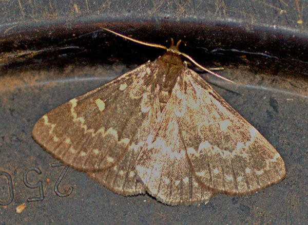 /filer/webapps/moths/media/images/G/gigantalis_Polypogon_A_Heyns.jpg