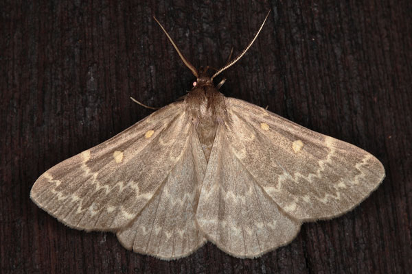 /filer/webapps/moths/media/images/G/gigantalis_Polypogon_A_Heyns_02.jpg