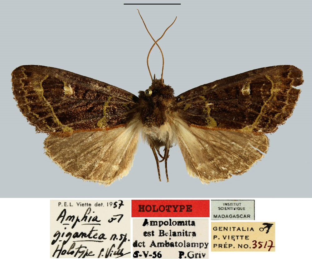/filer/webapps/moths/media/images/G/gigantea_Amphia_HT_MNHN.jpg