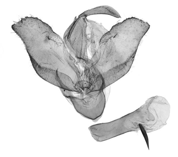 /filer/webapps/moths/media/images/G/gigantea_Asura_GMPT_ZMHB_2897.jpg