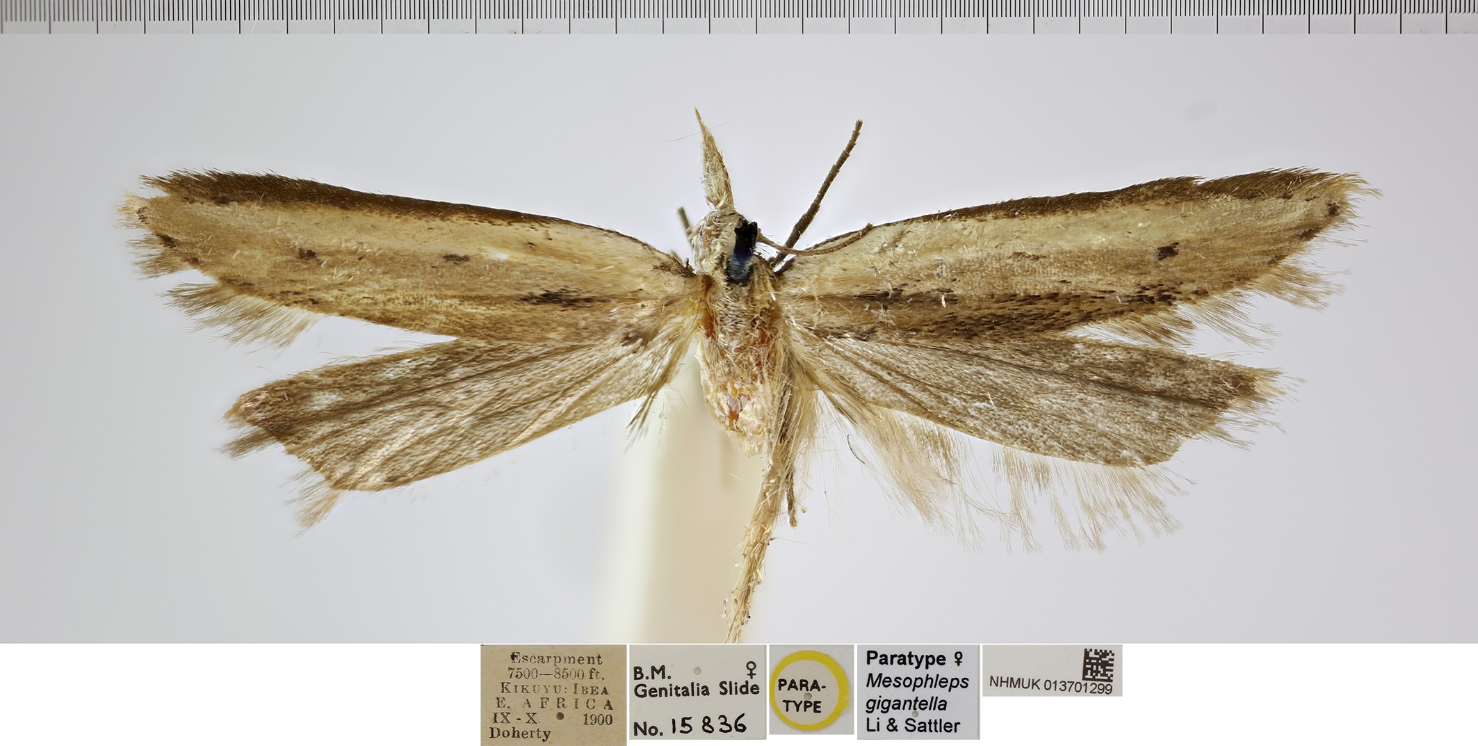 /filer/webapps/moths/media/images/G/gigantella_Mesophleps_FPT_NHMUK.jpg