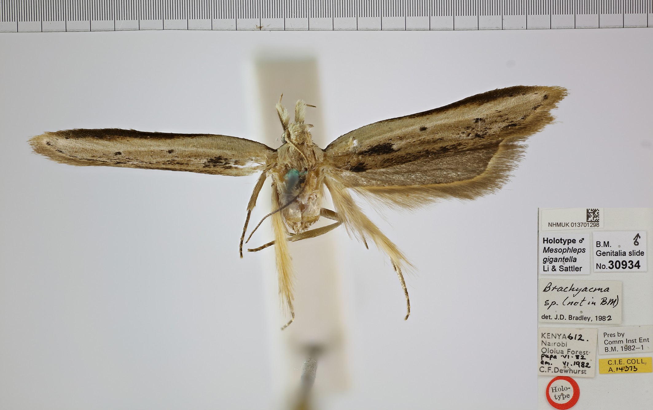 /filer/webapps/moths/media/images/G/gigantella_Mesophleps_MHT_NHMUK.jpg