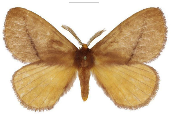 /filer/webapps/moths/media/images/G/giganteus_Epijana_AM_ANHRT.jpg