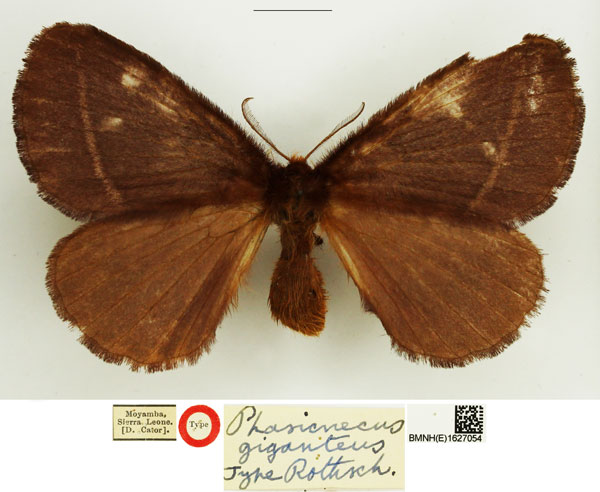 /filer/webapps/moths/media/images/G/giganteus_Phasicnecus_HT_NHMUK.jpg