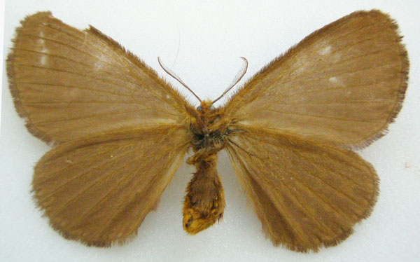/filer/webapps/moths/media/images/G/giganteus_Phasicnecus_HT_NHMUKb.jpg