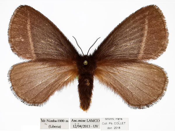 /filer/webapps/moths/media/images/G/giganteus_Stenoglene_AM_MNHN.jpg