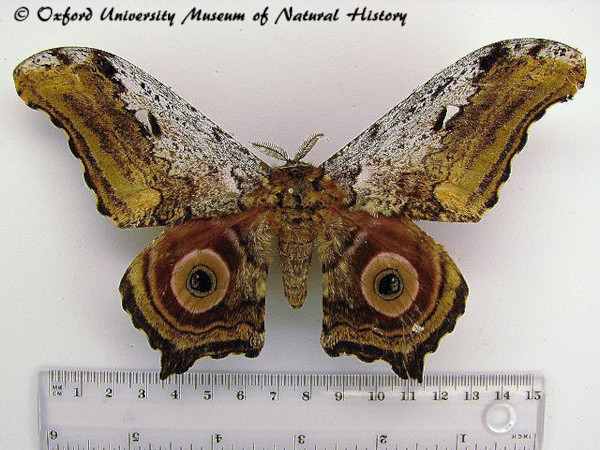 /filer/webapps/moths/media/images/G/gigas_Athletes_A_OUMNH.jpg