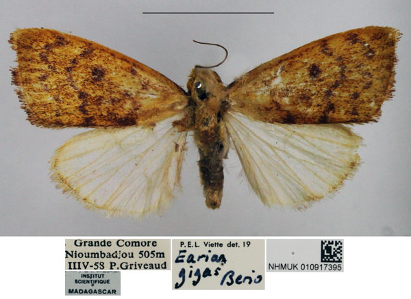 /filer/webapps/moths/media/images/G/gigas_Earias_AM_NHMUK.jpg