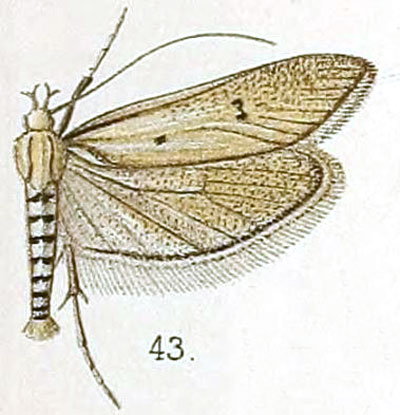 /filer/webapps/moths/media/images/G/gigas_Ypsolopha_STM_Walsingham_5-43.jpg