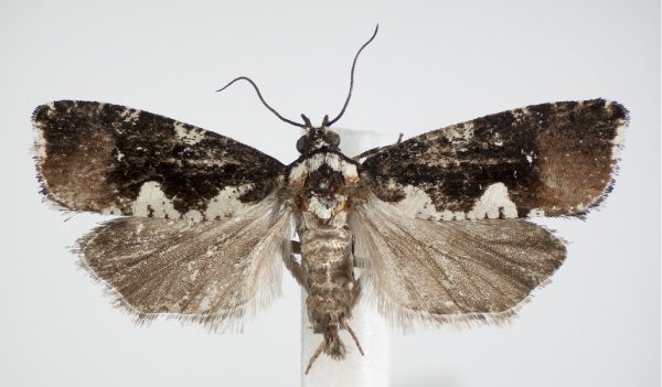 /filer/webapps/moths/media/images/G/gilligani_Dracontogena_AF_KSund_01.jpg