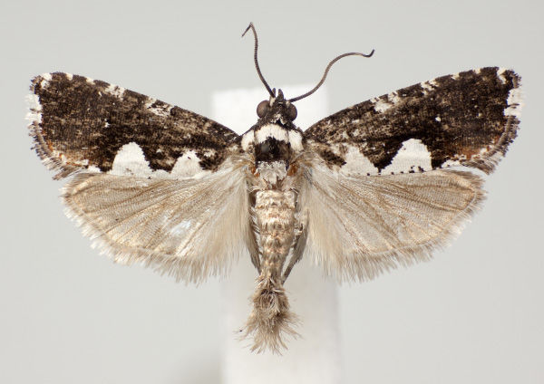 /filer/webapps/moths/media/images/G/gilligani_Dracontogena_AM_KSund_01.jpg