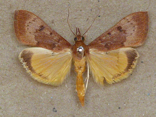 /filer/webapps/moths/media/images/G/gilvata_Uresiphita_A_Butler_01.jpg