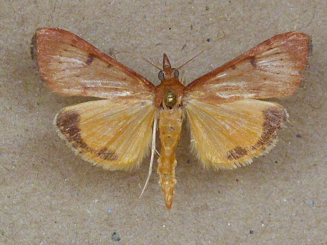 /filer/webapps/moths/media/images/G/gilvata_Uresiphita_A_Butler_02.jpg