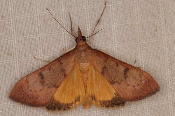 /filer/webapps/moths/media/images/G/gilvata_Uresiphita_A_Heyns_02.jpg