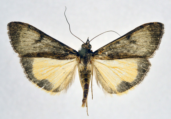 /filer/webapps/moths/media/images/G/gilvata_Uresiphita_A_NHMO.jpg